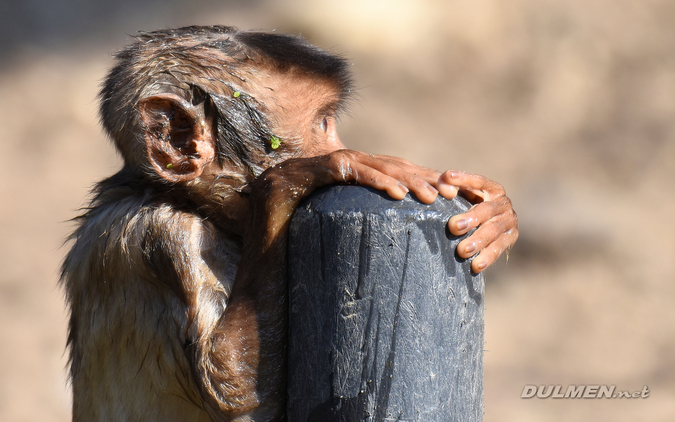 Pig-tailed macaque (Macaca nemestrina)